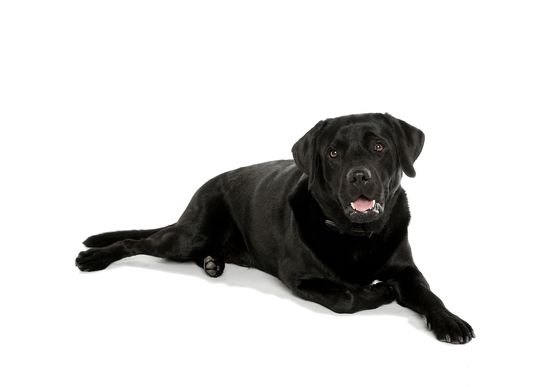 Scopri di più sull'articolo Il Labrador Retriever