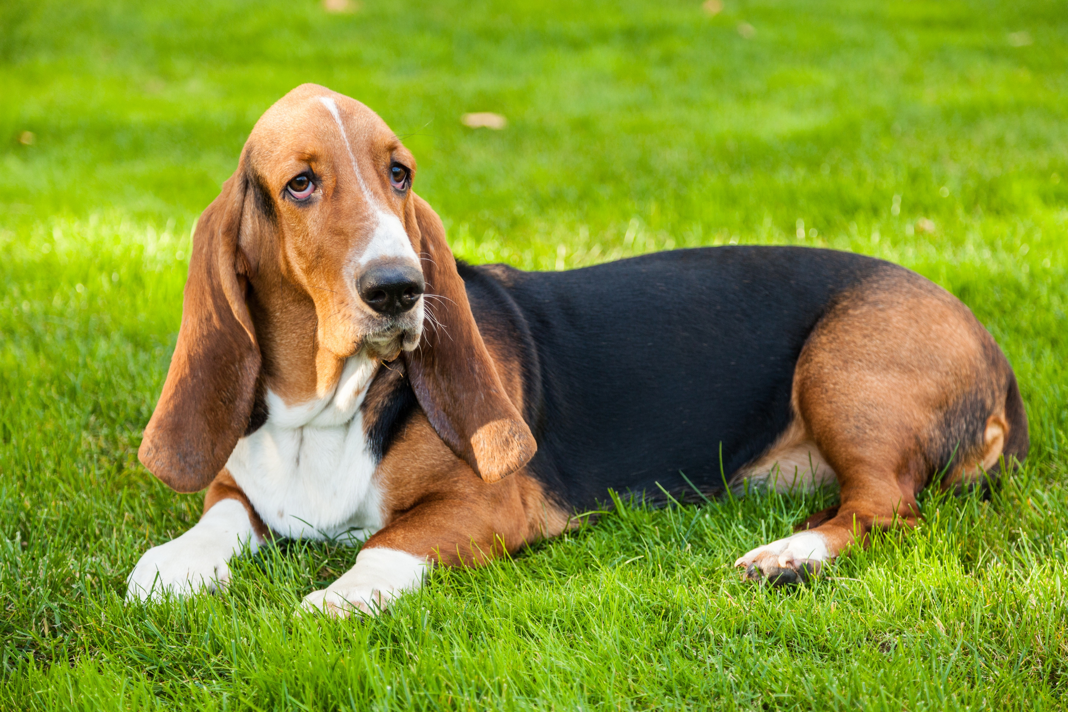 Scopri di più sull'articolo Il Bassethound