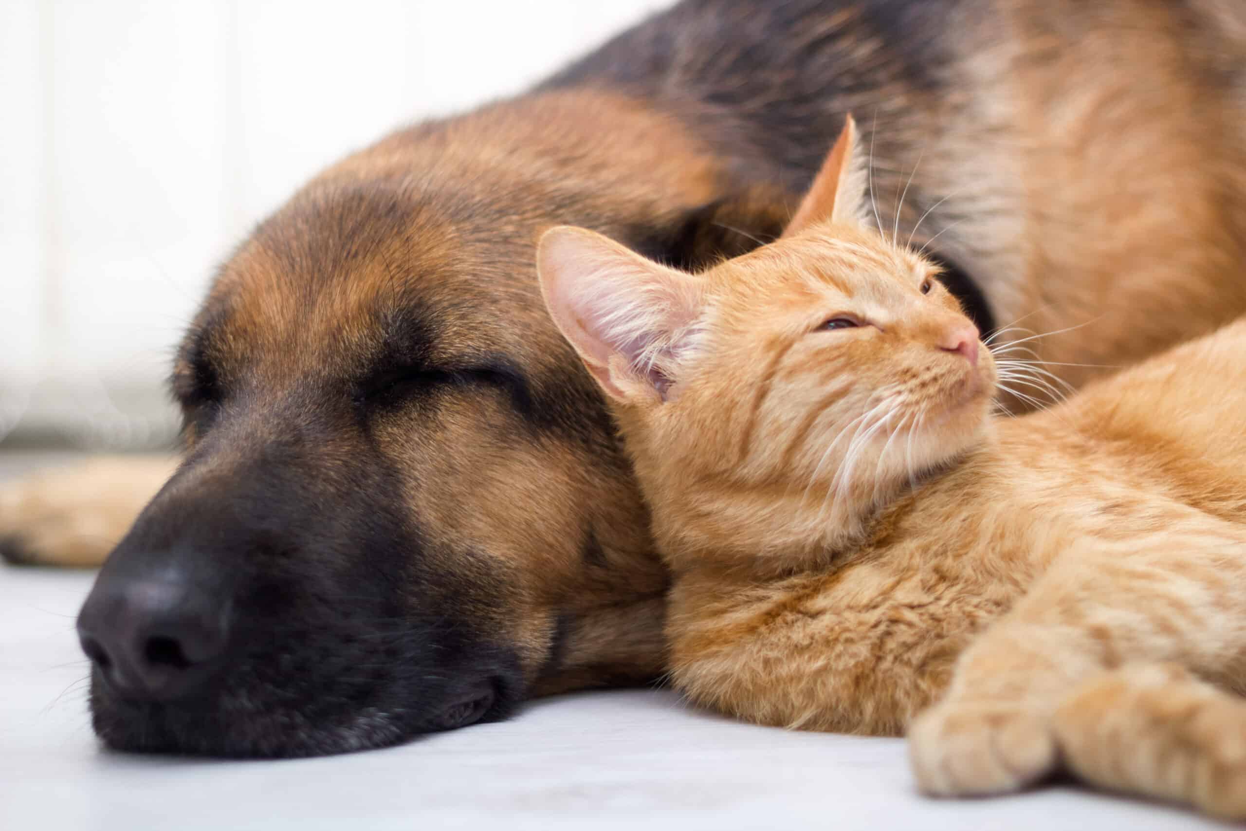 Scopri di più sull'articolo Il sonno di cane e gatto