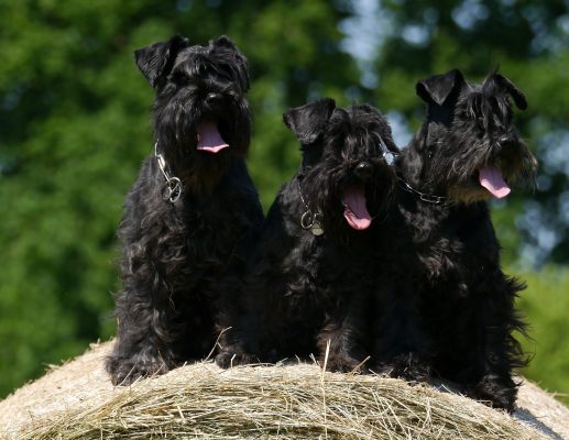 Scopri di più sull'articolo Lo Schnauzer