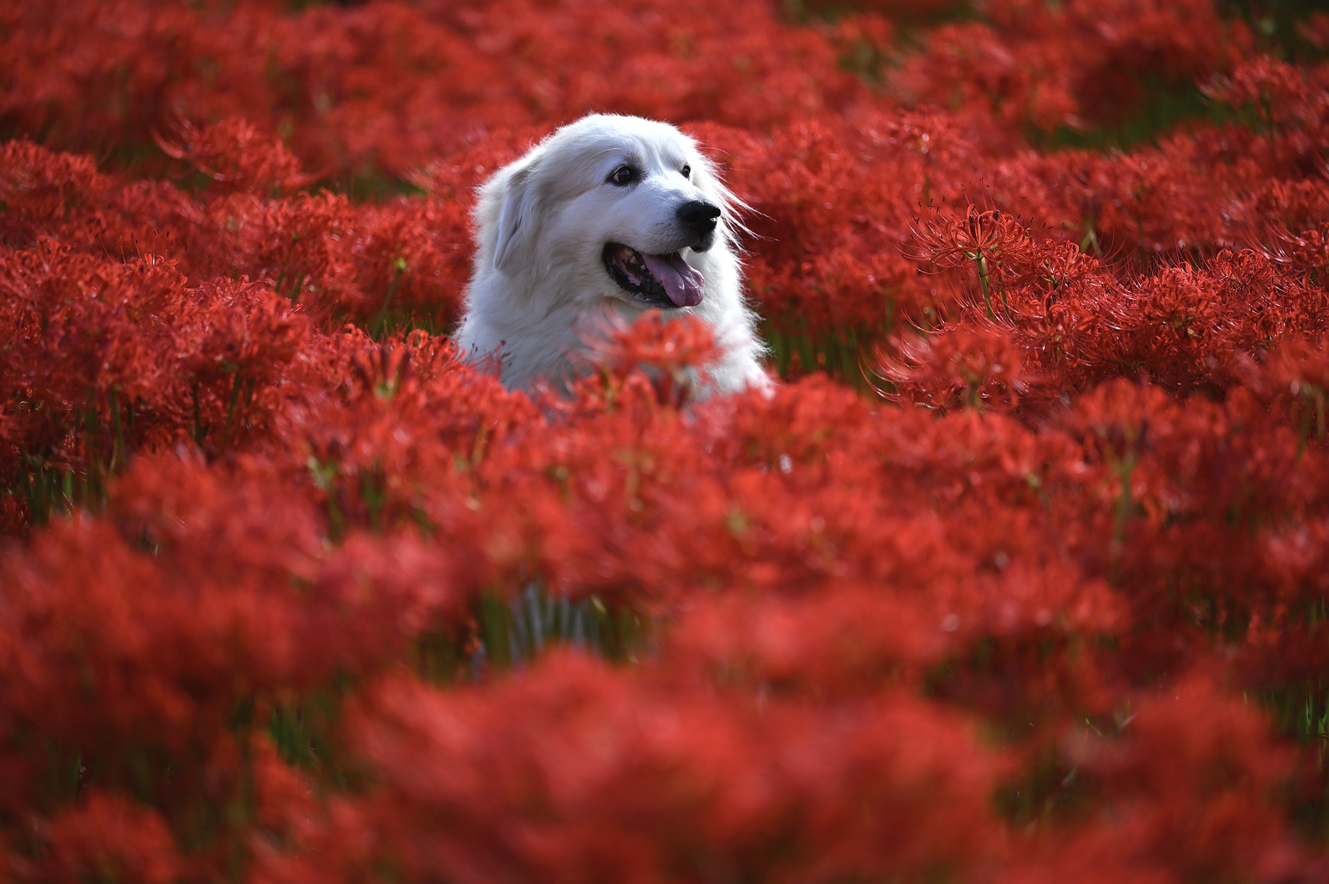 Scopri di più sull'articolo Primavera, gioie e dolori per i nostri pet