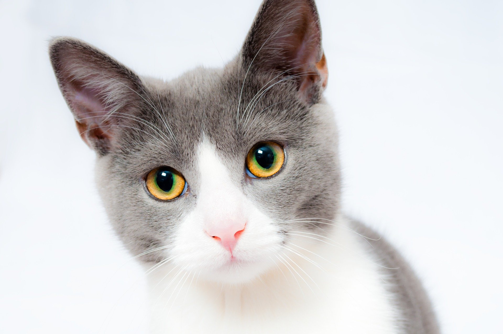 Scopri di più sull'articolo La Taurina, elemento fondamentale per la salute del gatto