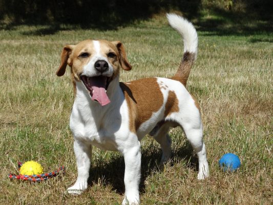 Scopri di più sull'articolo Il Jack Russell