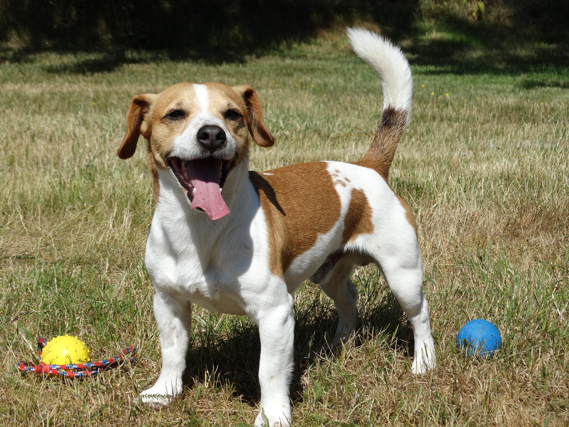Scopri di più sull'articolo Il Jack Russell